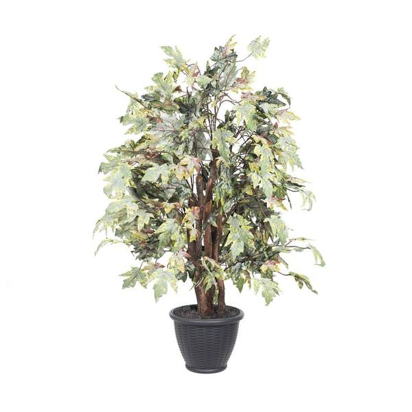 4 ft. Frosted Maple Extra Full Bush in Pot - Green, Brown & Gray