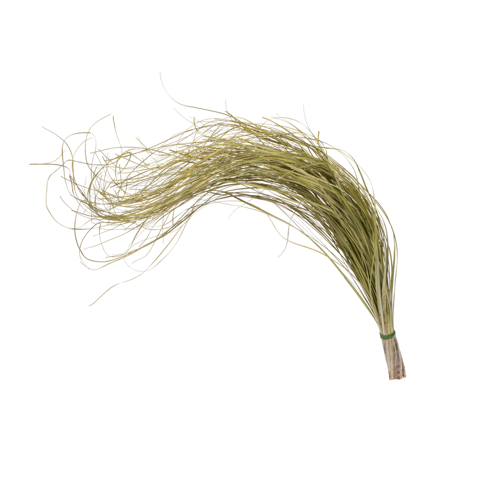 Picture of Vickerman H4BEG100-2 28-32 in. Basil Bear Grass Field Bunch&#44; Green - Pack of 2