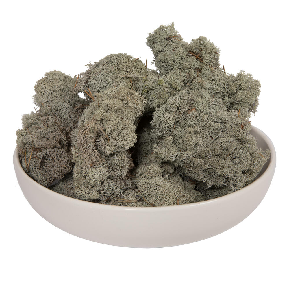 Picture of Vickerman H4RDM300 9 lbs Reindeer Moss&#44; Silver Grey