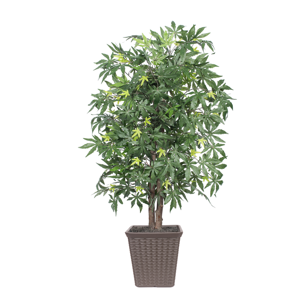 4 ft. Japanese Maple Square Container Tree, Brown