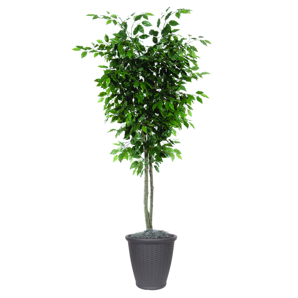 6 ft. Artificial Ficus Deluxe Tree in Round Brown Container, Green