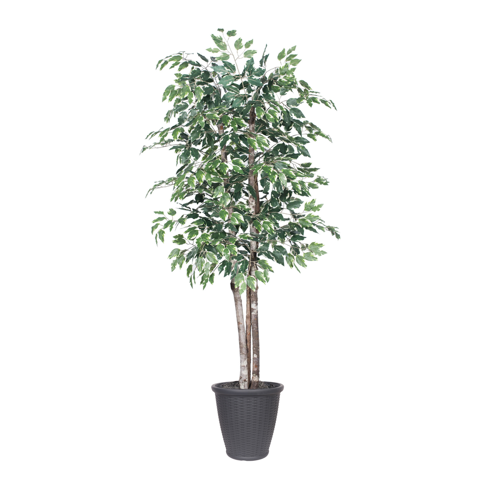 6 ft. Variegated Deluxe Round Grey Container Decorative Plant, Green & White