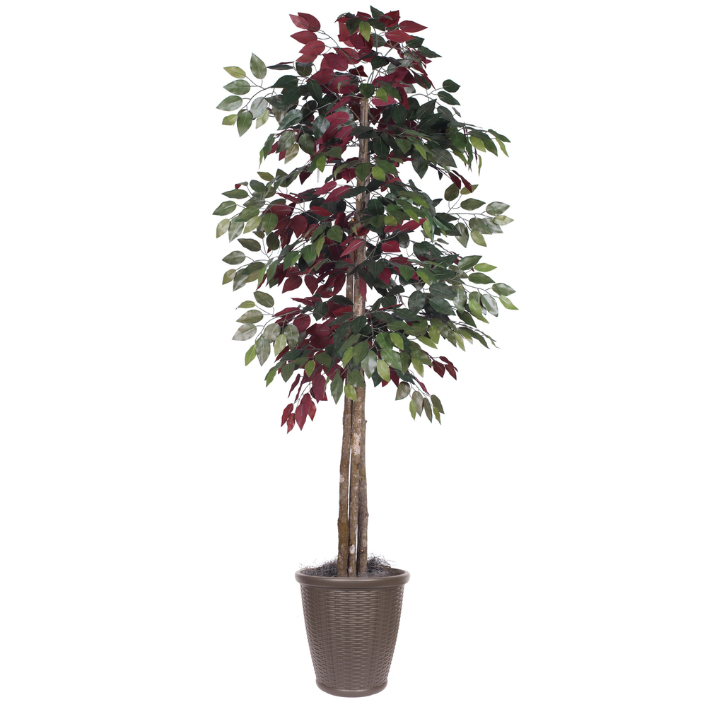 6 ft. Capensia Deluxe Round Brown Container Decorative Plant, Green & Red