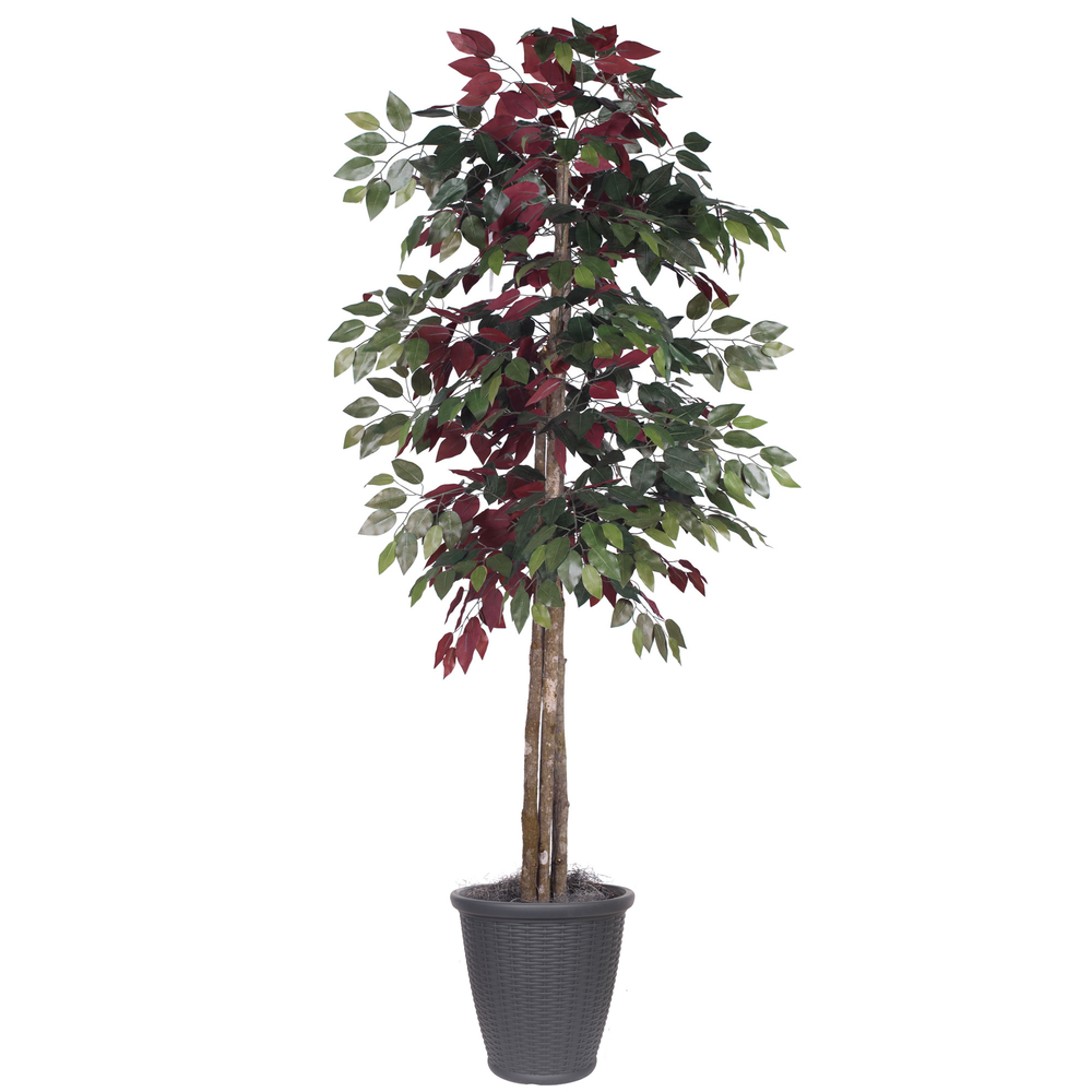 6 ft. Capensia Deluxe Round Grey Container Decorative Plant, Green & Red
