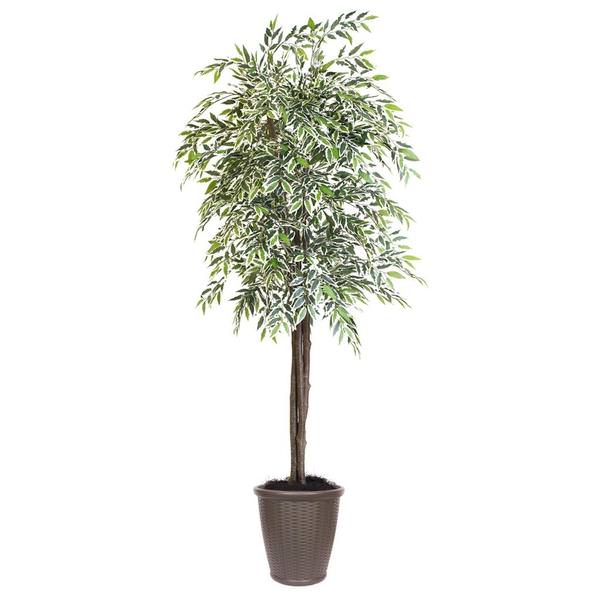 6 ft. Varigated Smilax Deluxe Round Tree, Green & Brown