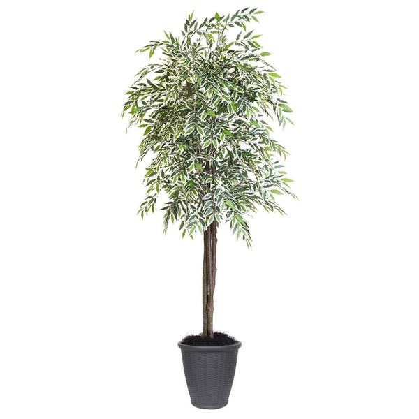 6 ft. Varigated Smilax Deluxe Round Tree in Container, Green & Grey