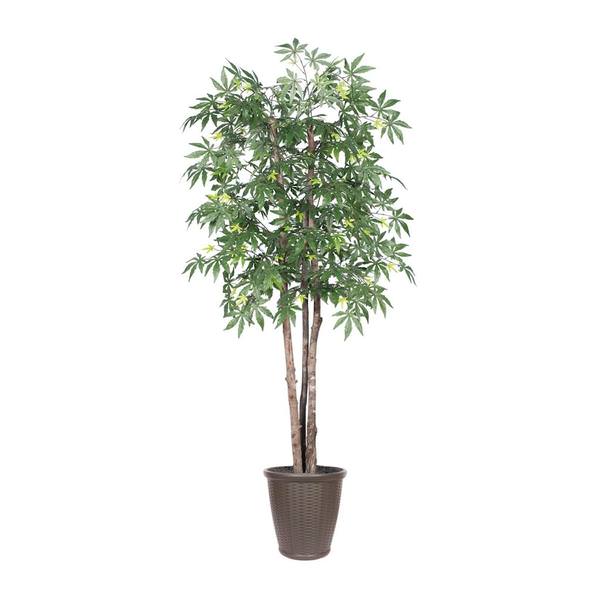 6 ft. Japanese Maple Deluxe Round Tree in Container, Green & Brown