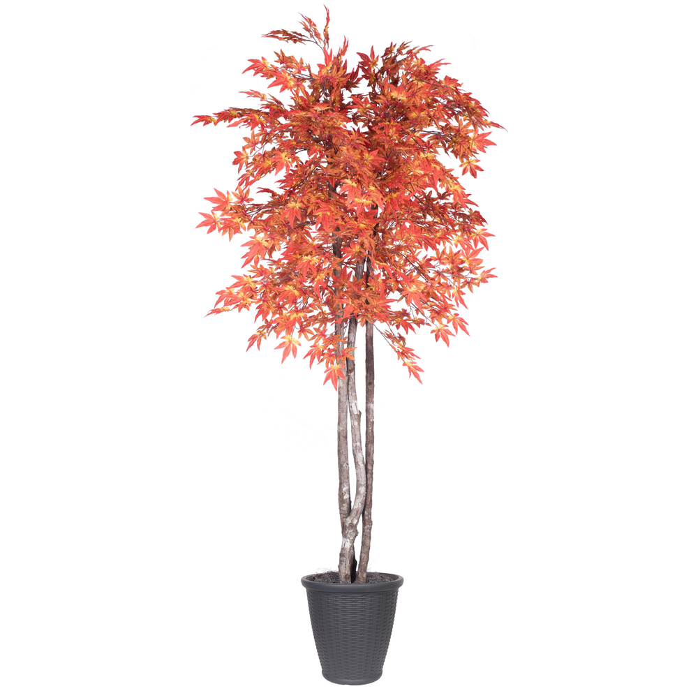 6 ft. Maple Deluxe Round Grey Container Tree, Orange