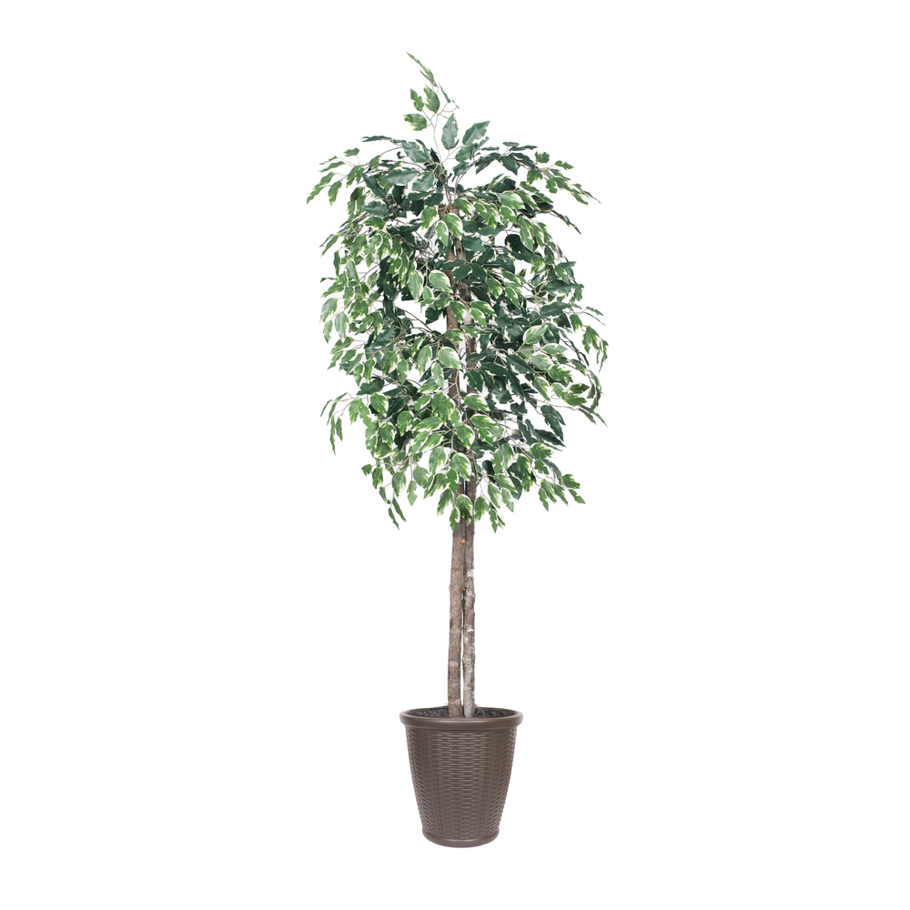 TEC0260-RB 6 ft. Variegated Ficus Tree Round Brown Container Decorative Plant, Green & White