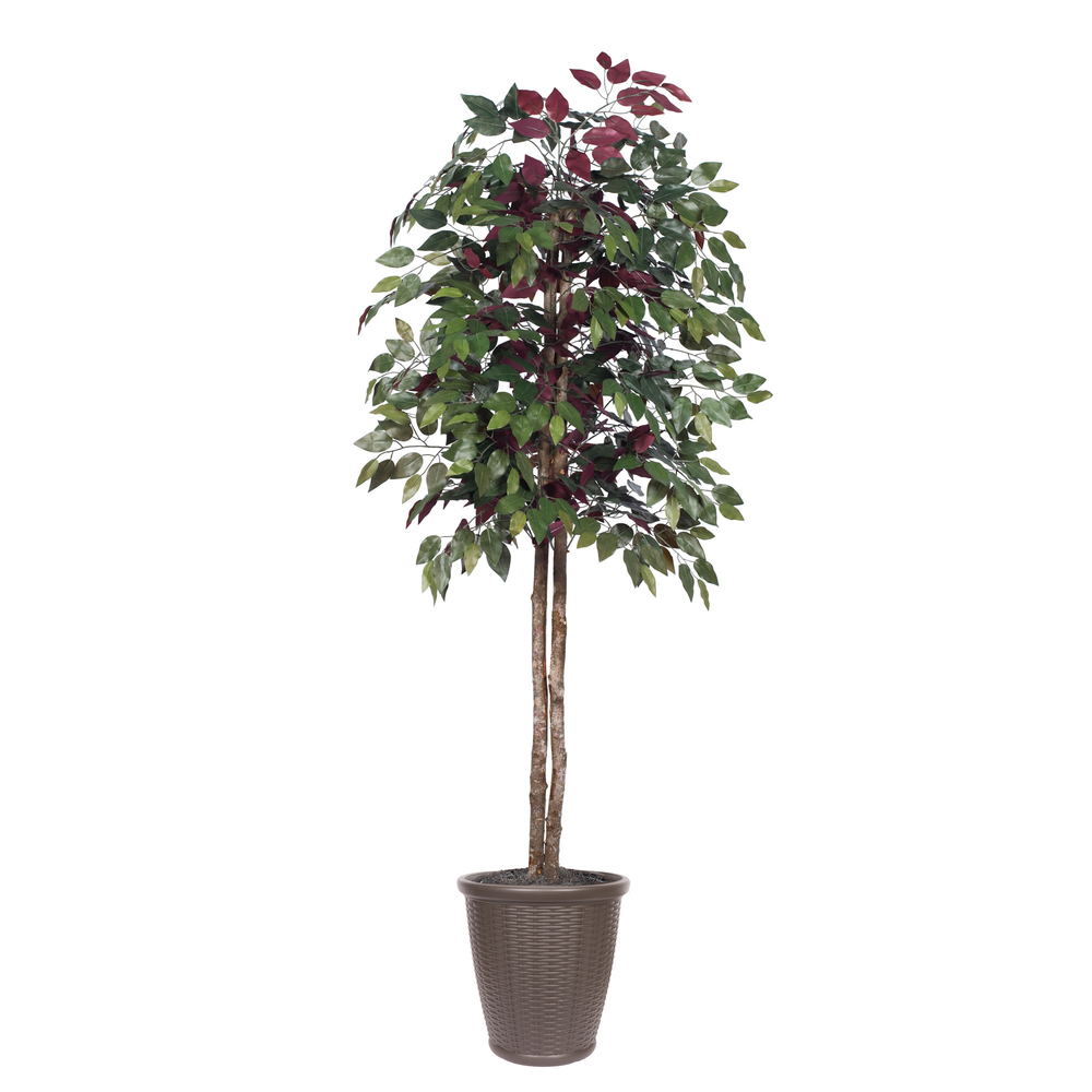 6 ft. Artificial Capensia Tree in Round Brown Container, Green & Red