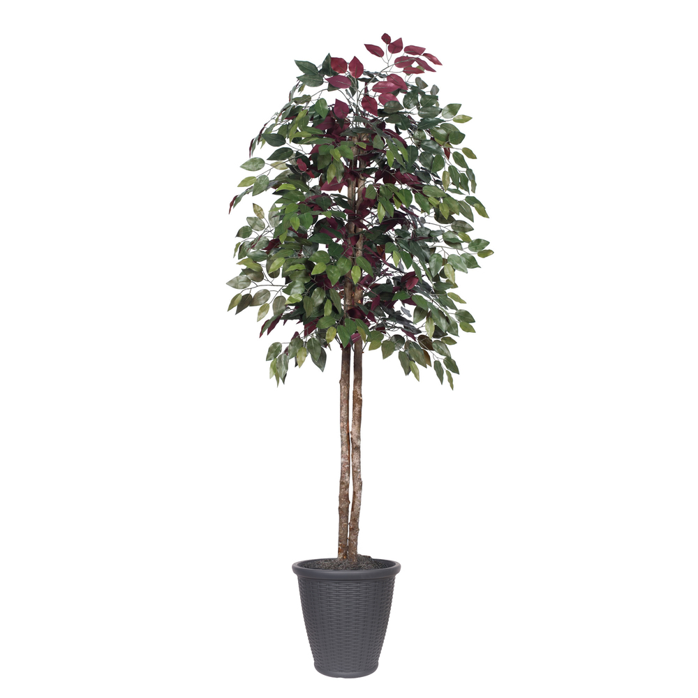 6 ft. Artificial Capensia Tree in Round Gray Container, Green & Red