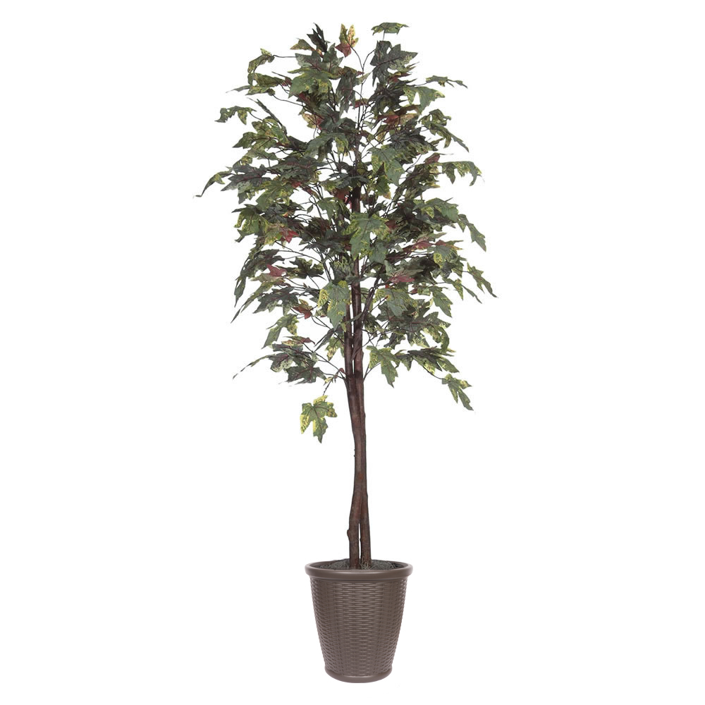 6 ft. Frosted Maple Tree - Round Brown Container, Green & Brown