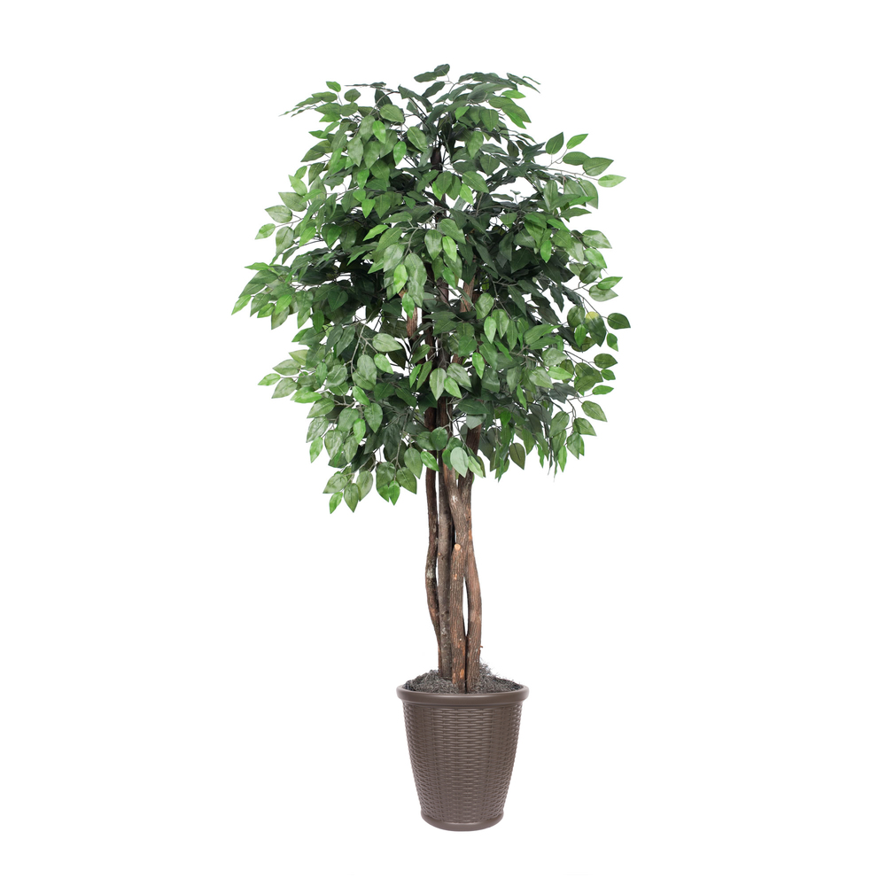 6 ft. Artificial Ficus Executive Tree in Round Brown Container, Green
