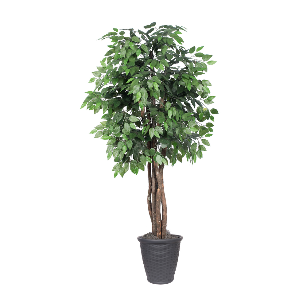 6 ft. Artificial Ficus Executive Tree in Round Gray Container, Green