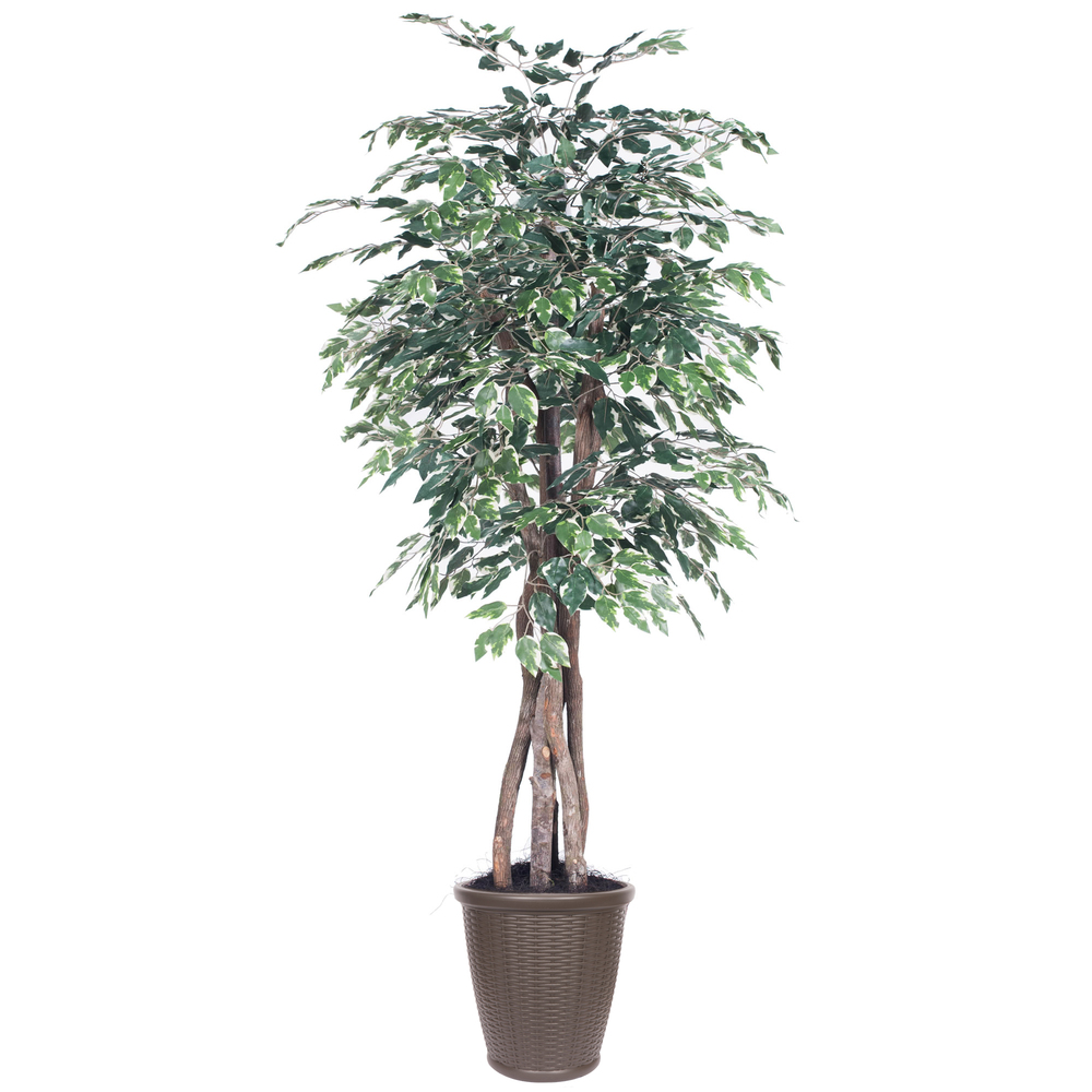 6 ft. Variegated Ficus Executive Round Brown Decorative Plant, Green & White