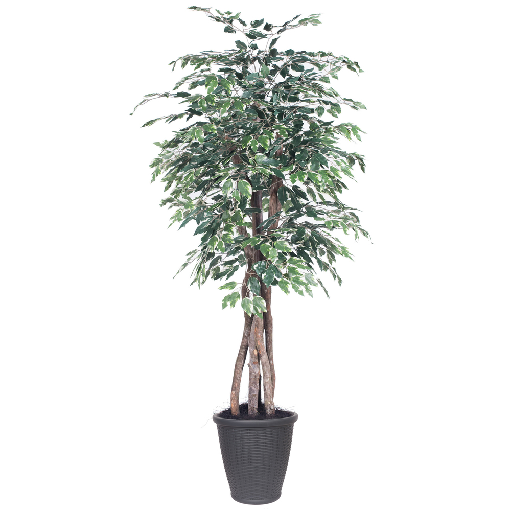 6 ft. Variegated Ficus Executive Round Grey Decorative Plant, Green & White