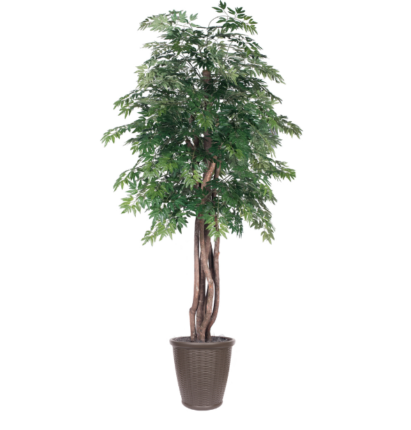 6 ft. Artificial Ming Aralia Executive Tree in Round Brown Container, Green