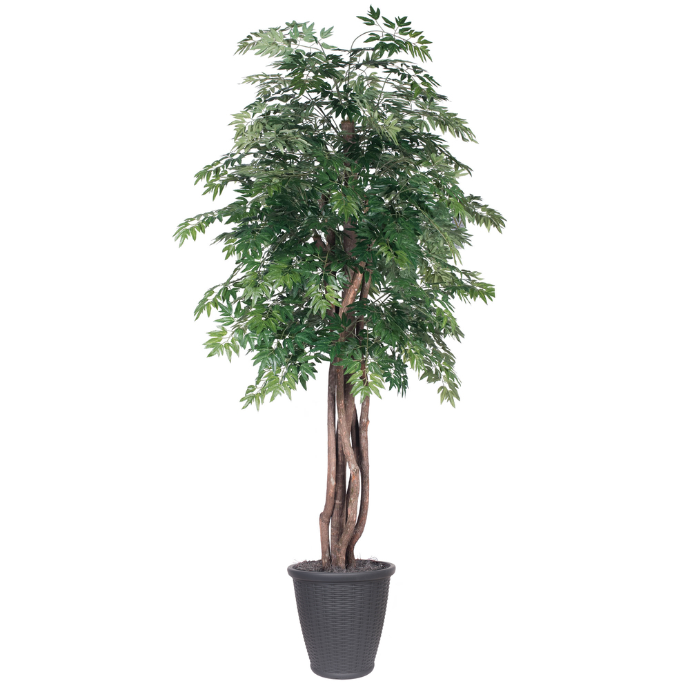 Picture of Vickerman TEX0660-RG 6 ft. Artificial Ming Aralia Executive Tree in Round Grey Container&#44; Green