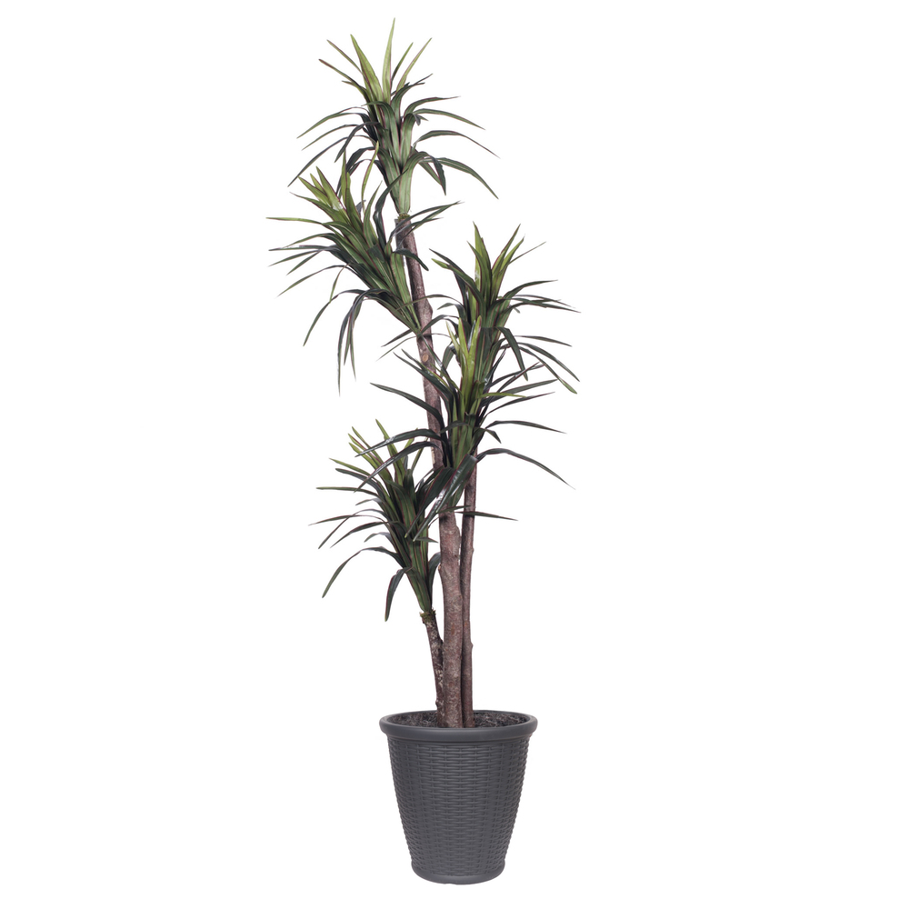 6 ft. Marginata Executive Tree in Round Grey Container, Green