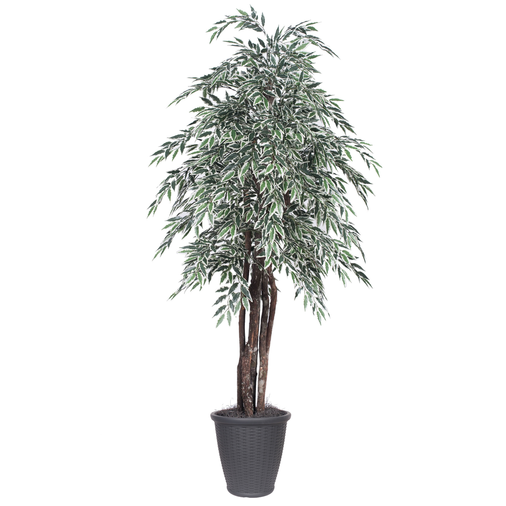 6 ft. Variegated Smilax Executive Tree - Round Grey Container, Green & White