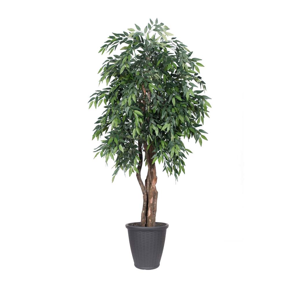 6 ft. Smilax Executive Tree - Round Grey Container, Green