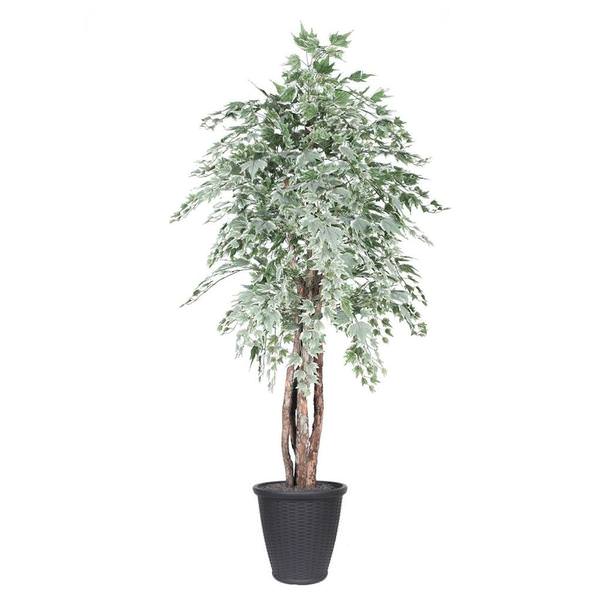 6 ft. Silver Maple Executive Round Tree in Container , Green & Grey