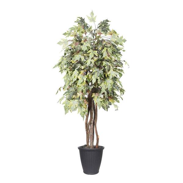 6 ft. Frosted Maple Executive Round Tree in Container, Green & Grey