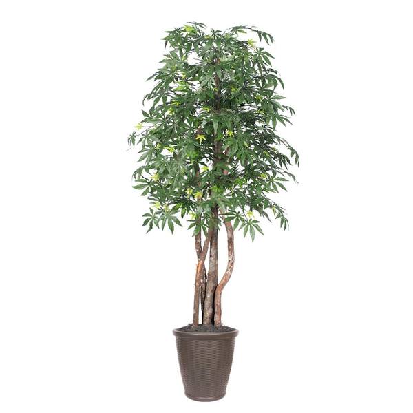 6 ft. Japanese Maple Executive Round Tree, Green & Brown