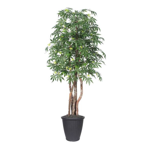 6 ft. Japanese Maple Executive Round Tree, Green & Grey