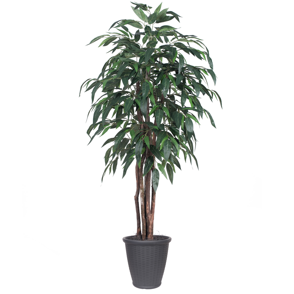 Picture of Vickerman TEX2860-RG 72 x 32 x 32 in. Mango Executive Round Container Tree&#44; Grey & Green - 6 ft.