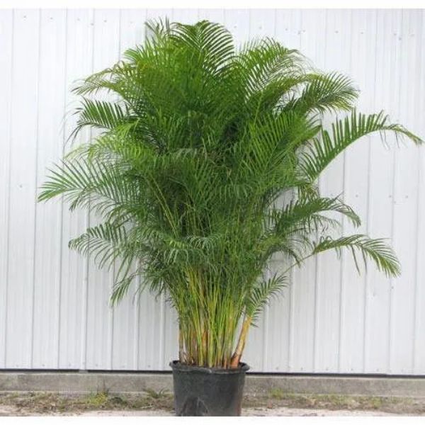 70.5 in. Areca Palm Plant, Green
