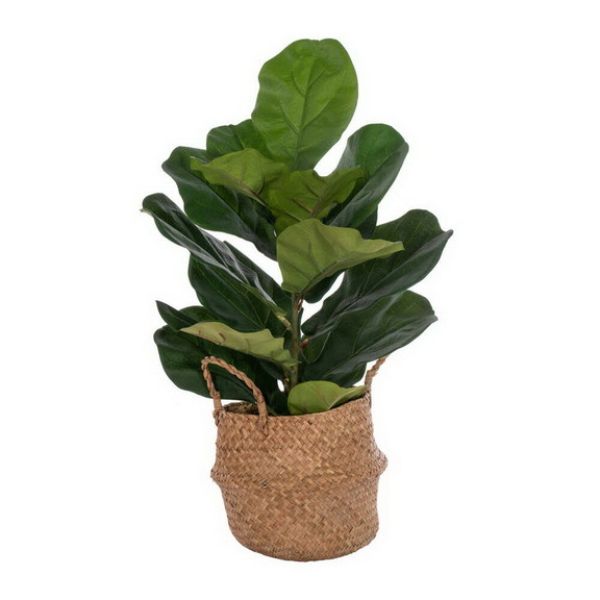 27.5 in. Fig Tree, Green