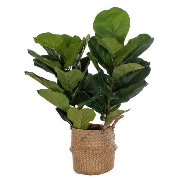 31.5 in. Fig Tree, Green