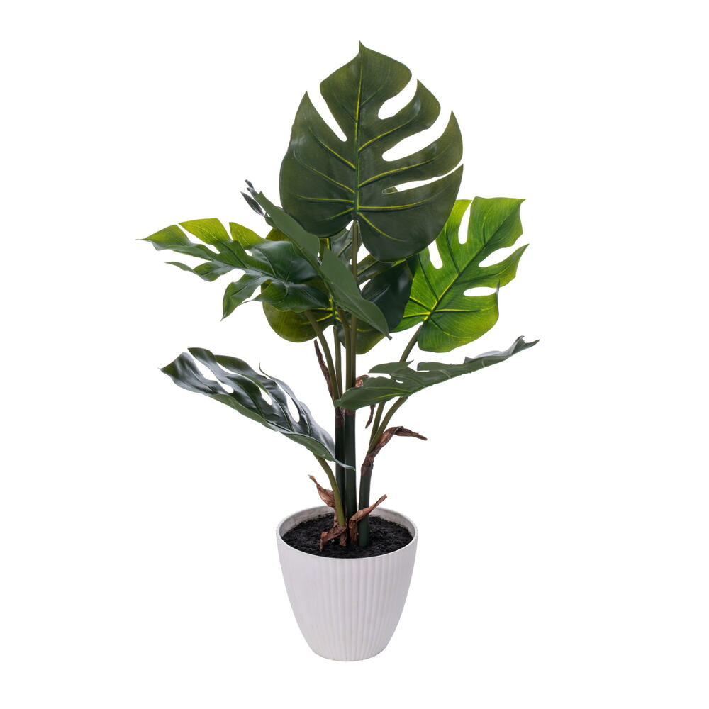 18 in. Monstera Plant x7 in White Pot, Green
