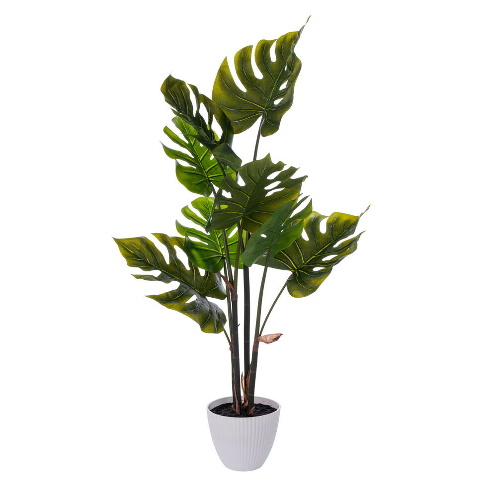 37 in. Monstera Plant x8 in White Pot, Green