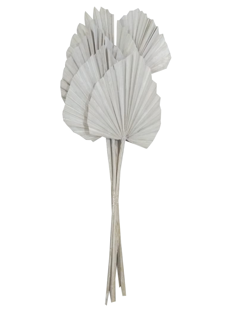 21 in. King Palm Spear Tree, White Wash - 10