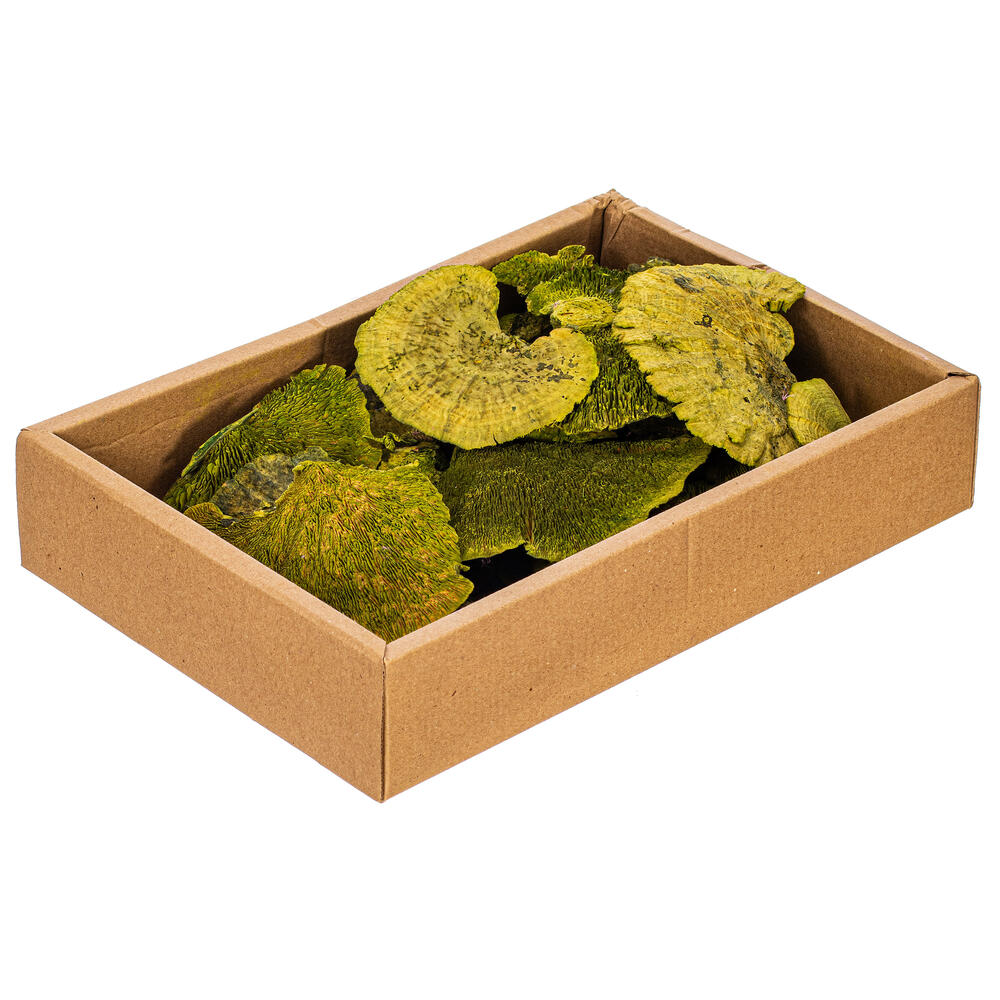 H7SMT100 4-6 in. Basil Sponge Mushroom Natural Botanicals - 24 per Tray