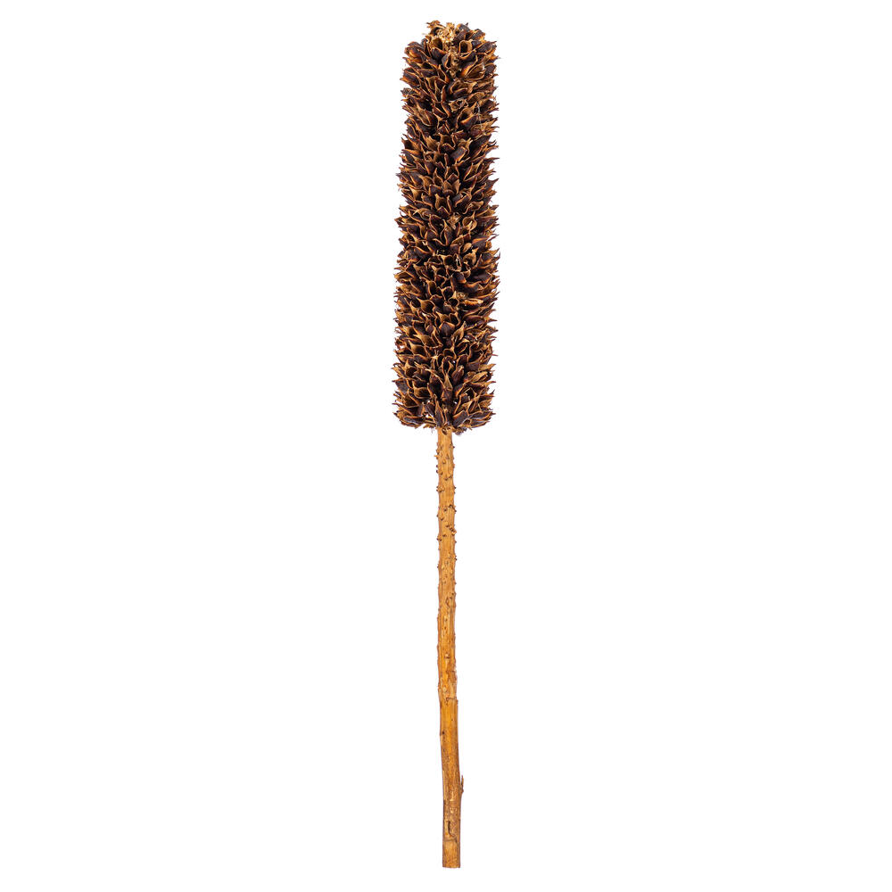 Picture of Vickerman H2CRSS000 18 in. Dried Cirius Stem&#44; Natural - 6 per Bag
