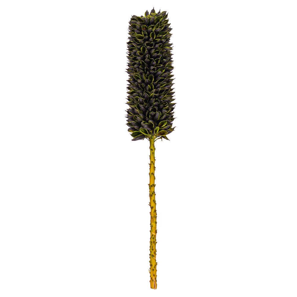 Picture of Vickerman H2CRSS100 18 in. Dried Cirius Stem&#44; Basil - 6 per Bag