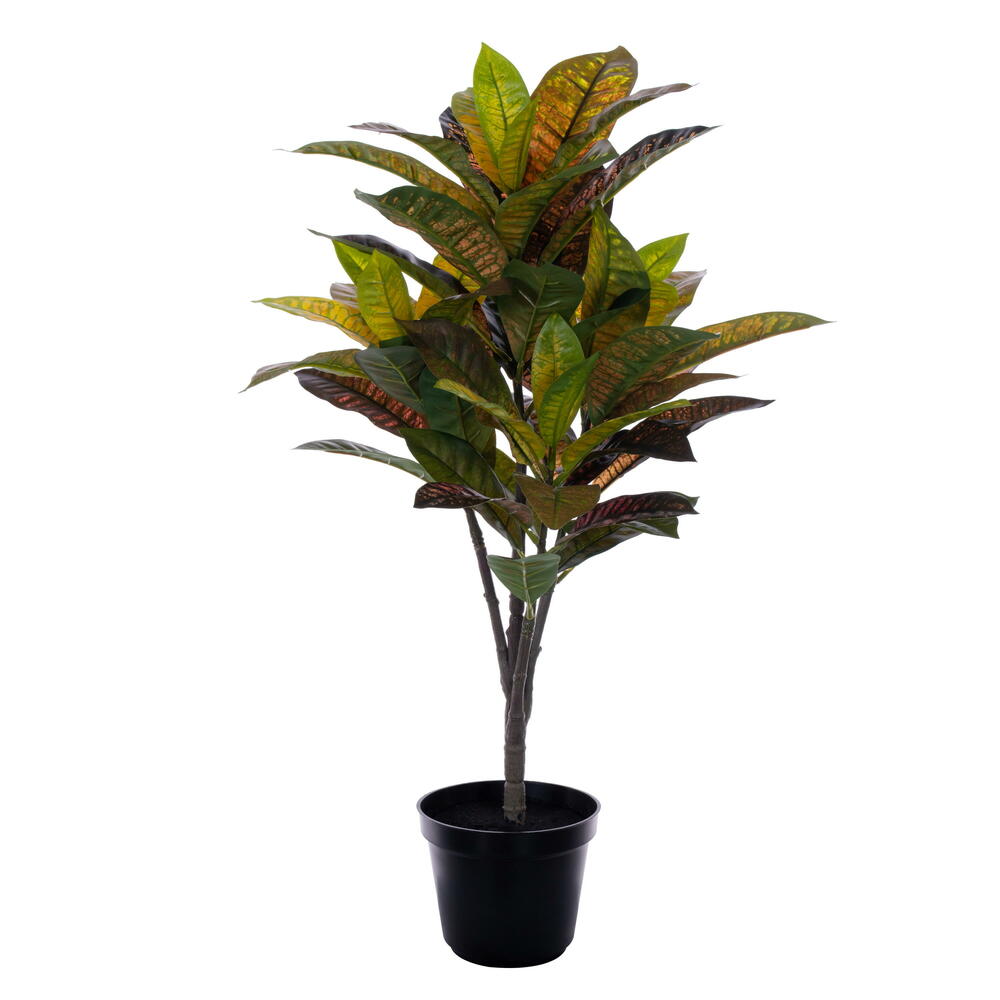 FTL251924 24 in. Croton Potted Plant, Green