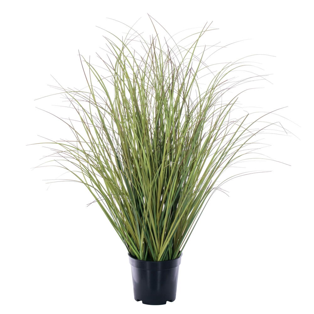 TN252324 24 in. Switchgrass Potted Grass - Green & Brown