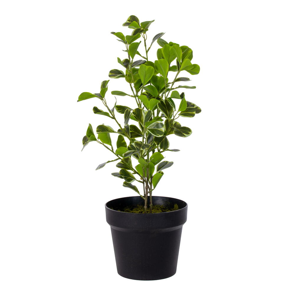 TA240124 24 in. Variegated Triangle Ficus Potted, Green