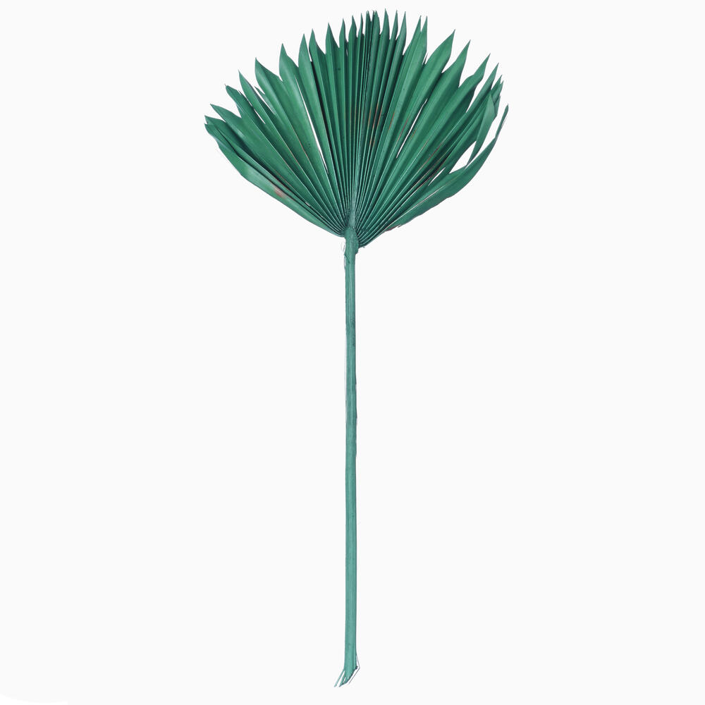 H7PSS175 13.75-19.5 in. Dried Palm Sun Spear, Emerald - 12 Per Bag