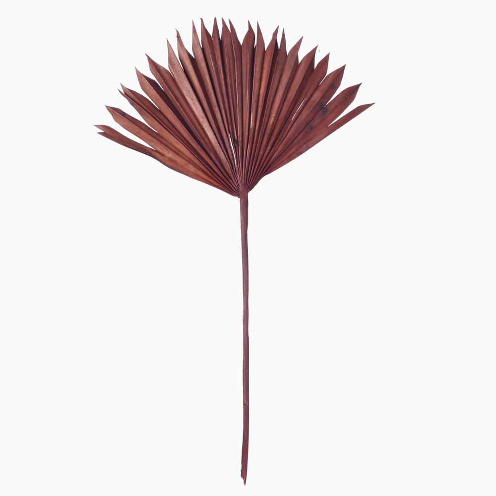 H7PSS850 13.75-19.5 in. Dried Palm Sun Spear, Chocolate - 12 Per Bag