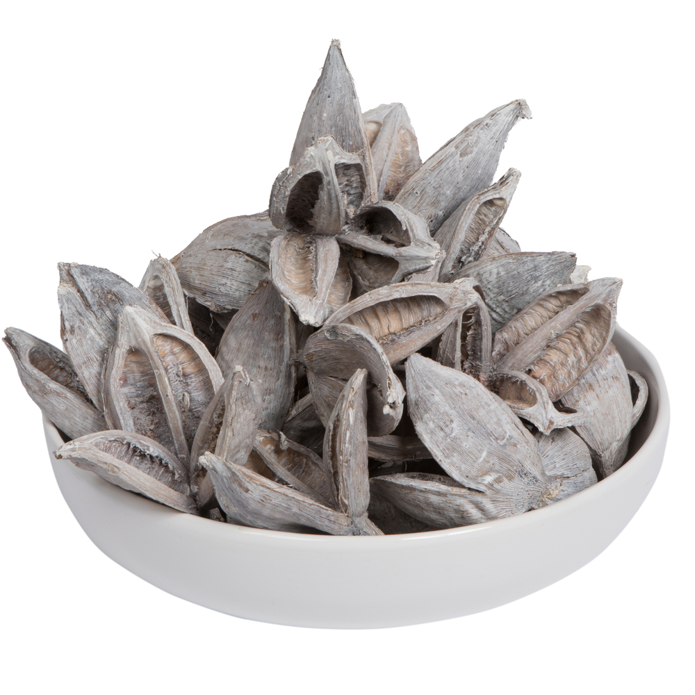 H2SORB900 3-4 in. Dried Sora Pod, White Wash - 250 Piece