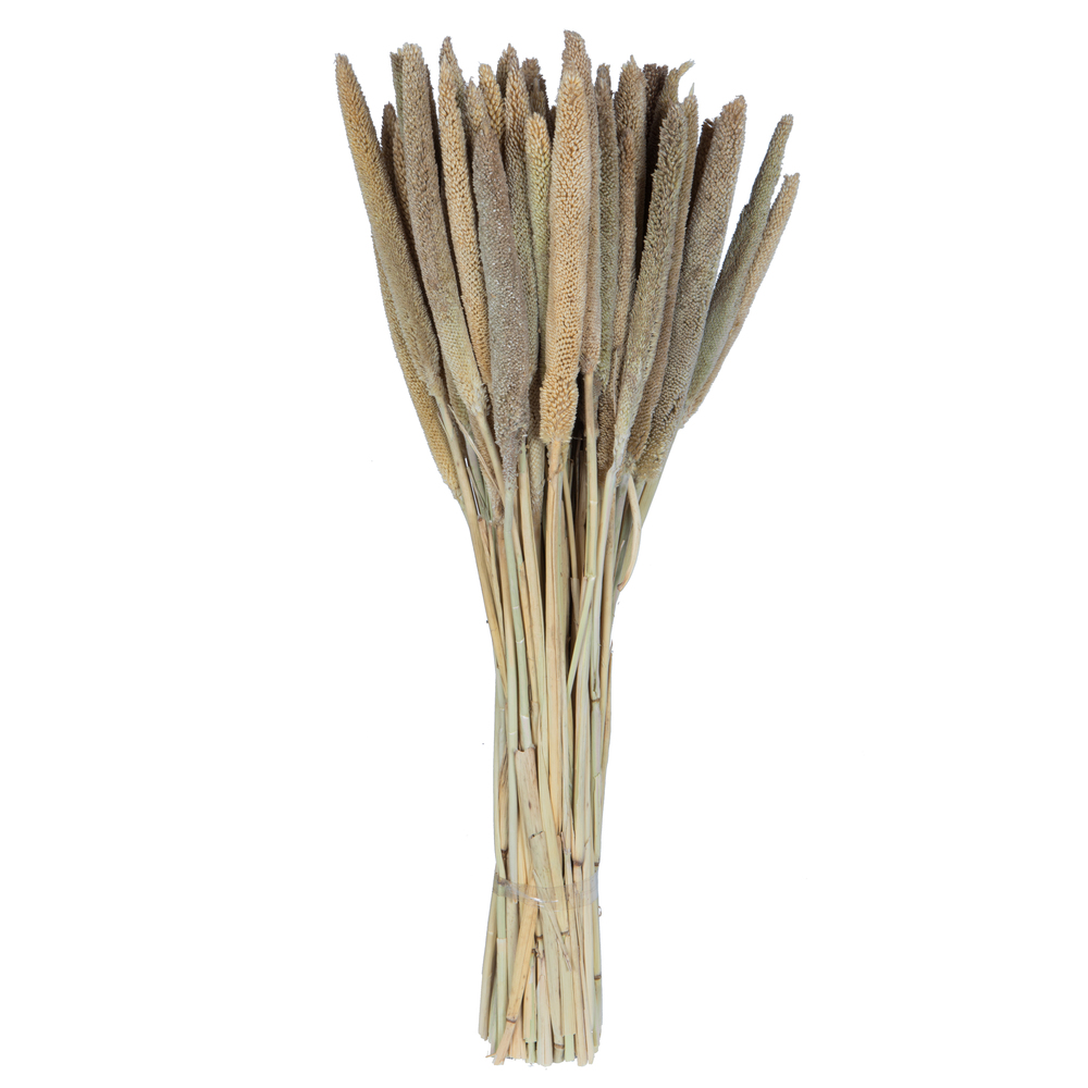 H7BAB000 24 in. Babala Foliage Stem, Natural - Pack of 75