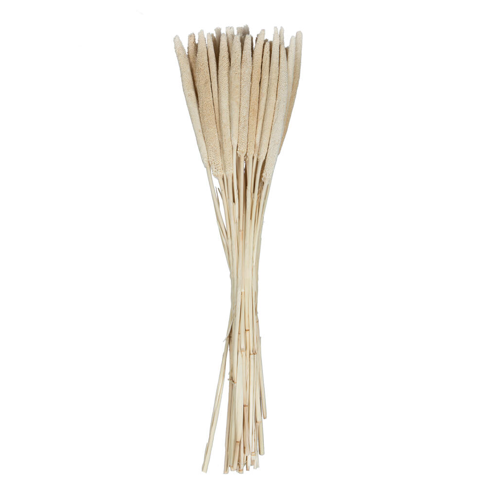 H7BAB999 24 in. Babala Foliage Stem, Bleached - Pack of 50