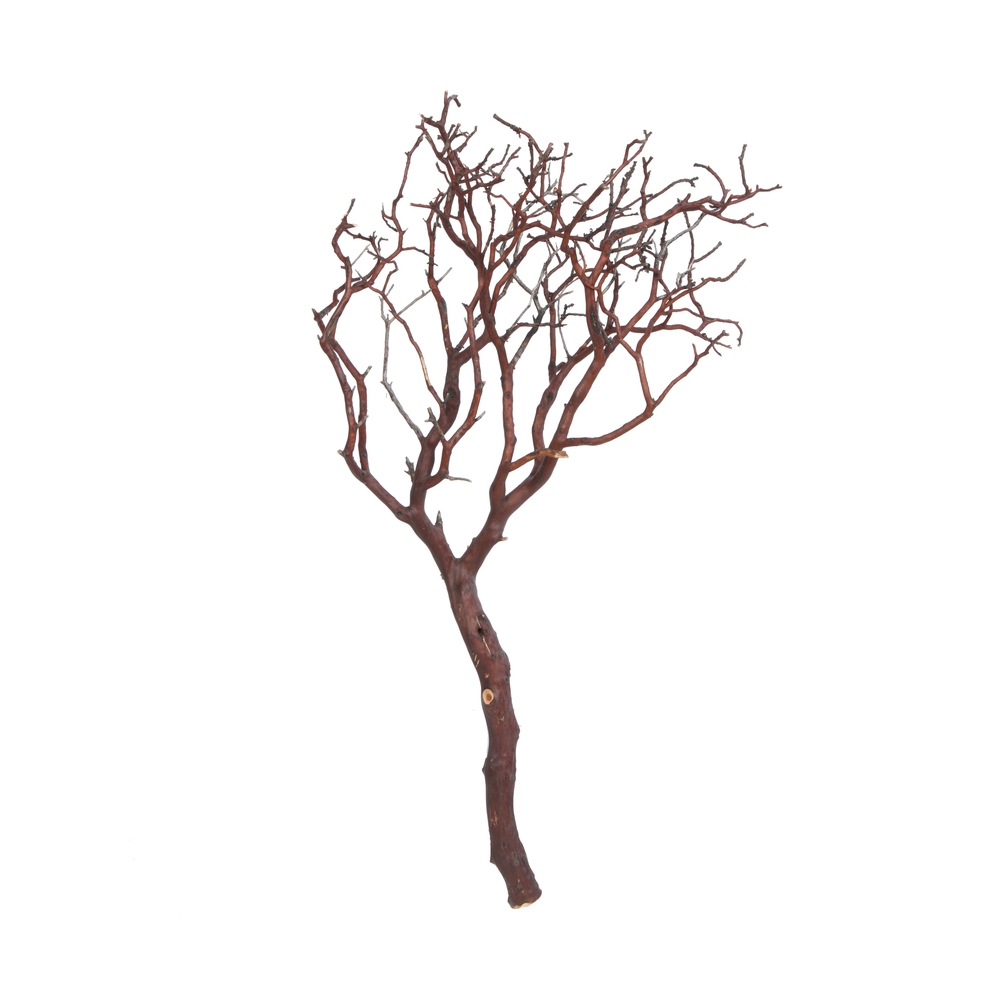 24 in. Dried Manzanita Tree, Natural