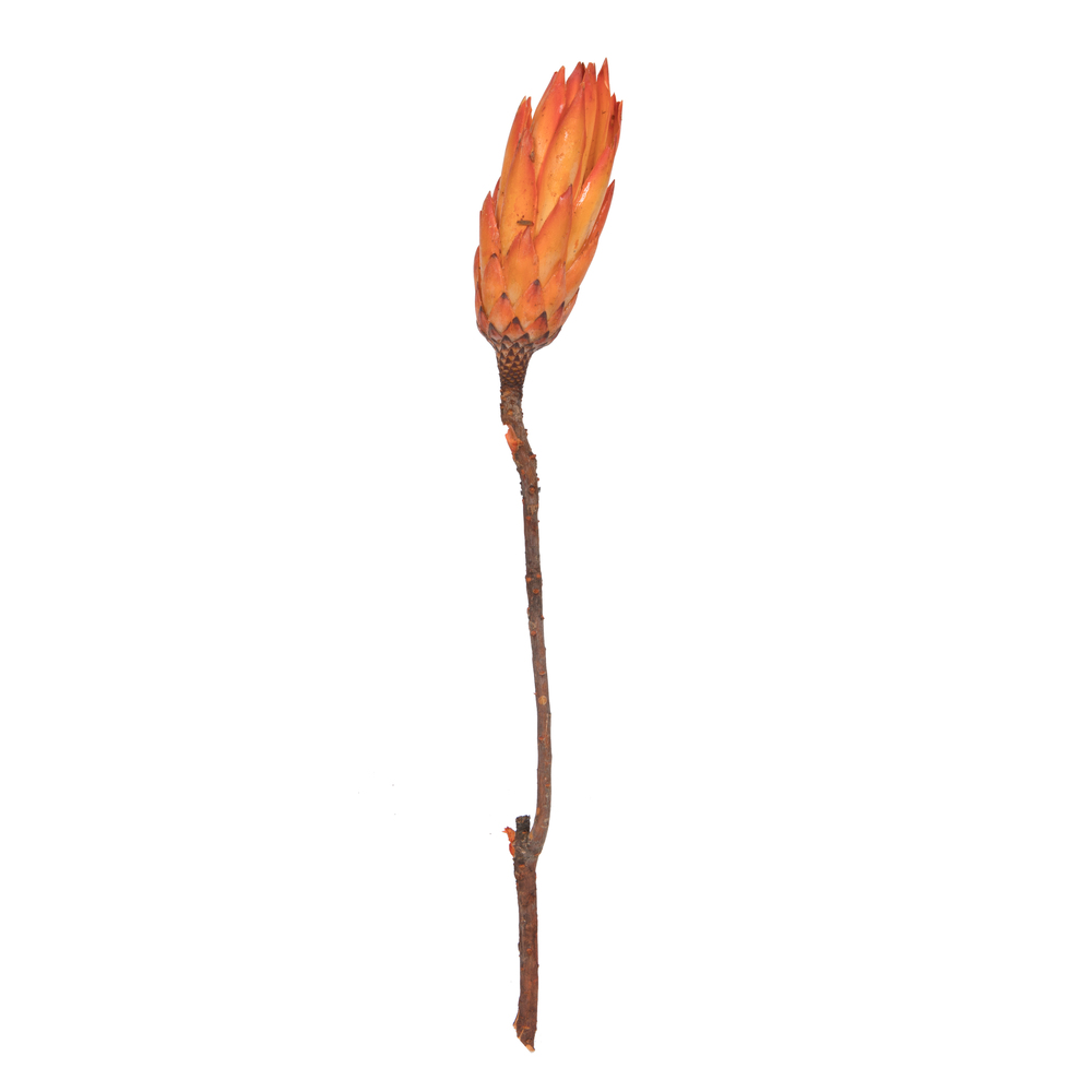H1RNS775 14 in. Dried Repens Natural Protea Stem, Nectarine - 6 Per Bundle