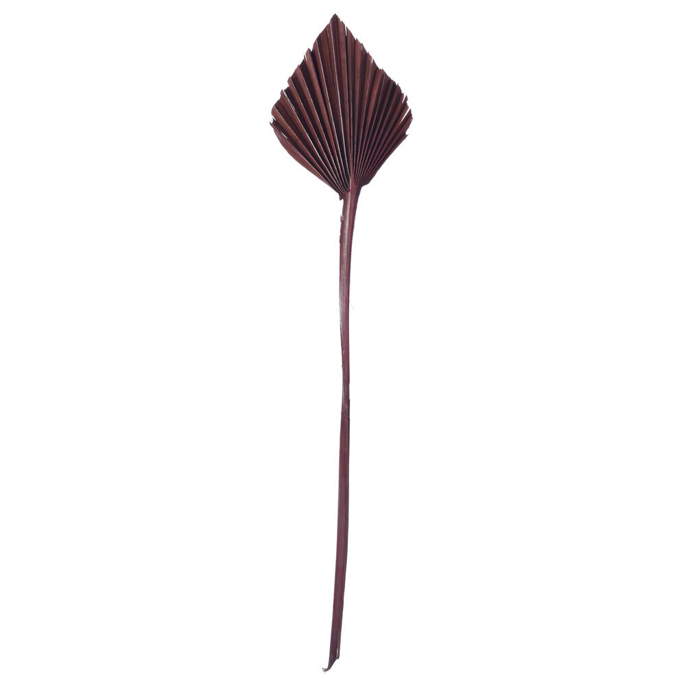 H7PAS850 15.75 - 19.5 in. Dried Palm Spear, Chocolate - 12 Per Bag